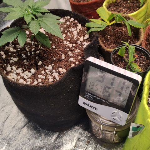 Gorilla growlog timeline photo
