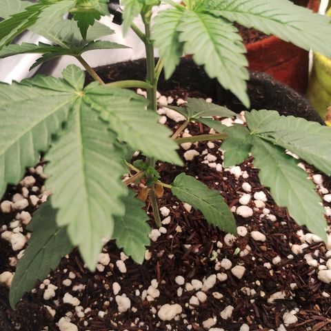Gorilla growlog timeline photo