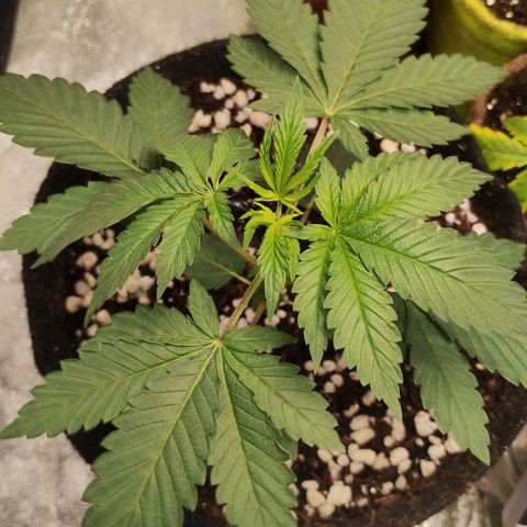 Gorilla growlog timeline photo
