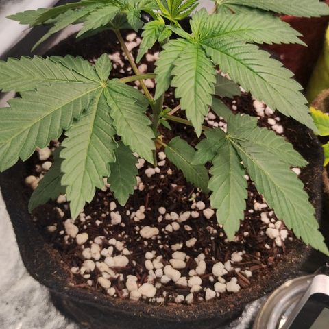 Gorilla growlog timeline photo