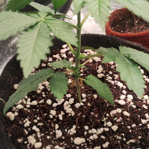 Gorilla growlog timeline photo