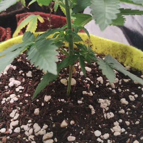Girl scoout cokies growlog timeline photo