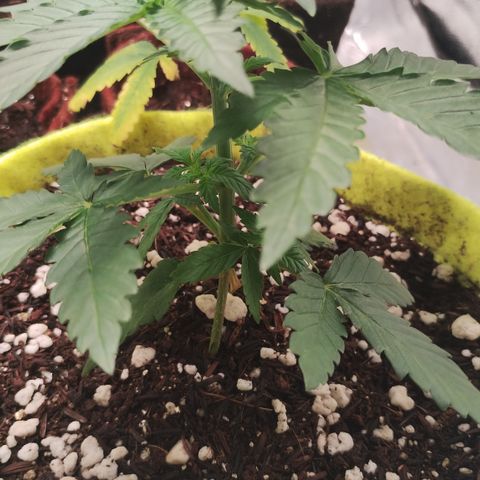 Girl scoout cokies growlog timeline photo