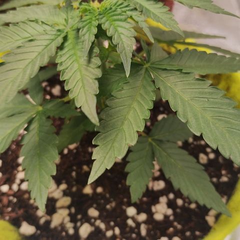 Girl scoout cokies growlog timeline photo