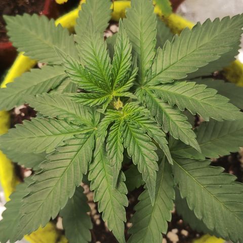 Girl scoout cokies growlog timeline photo