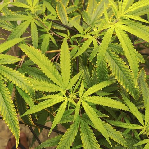 Joana growlog timeline photo