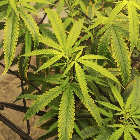 Joana growlog timeline photo