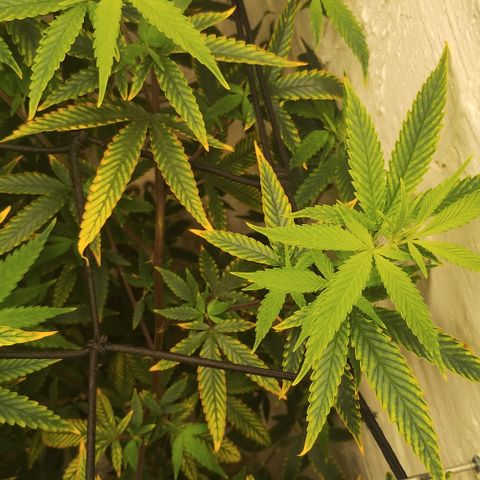 Ana growlog timeline photo
