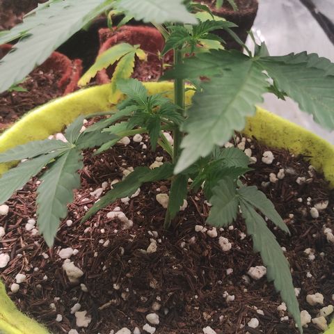 Girl scoout cokies growlog timeline photo