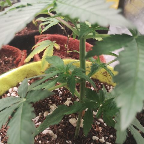 Girl scoout cokies growlog timeline photo