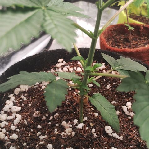 Gorilla growlog timeline photo