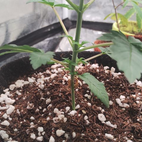 Gorilla growlog timeline photo