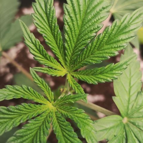 Gorilla growlog timeline photo
