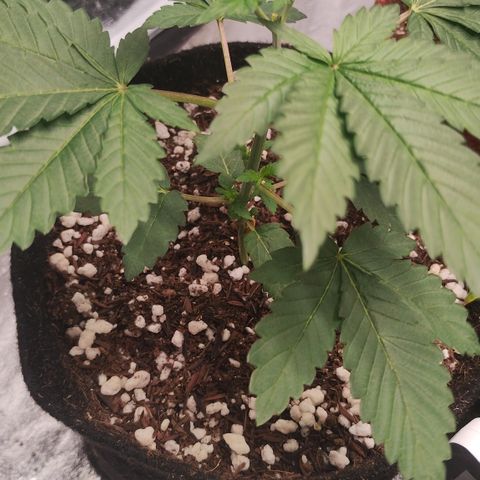 Gorilla growlog timeline photo