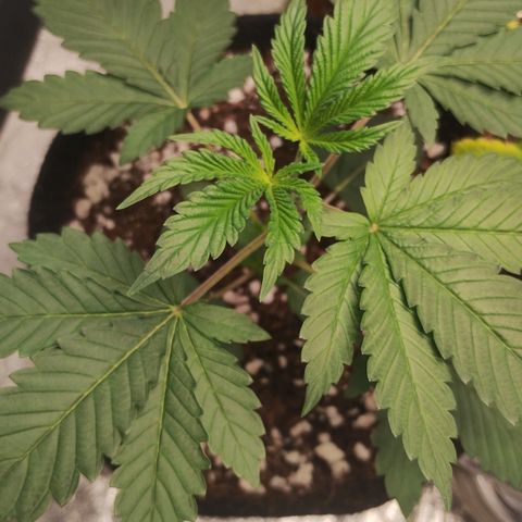 Girl scoout cokies growlog timeline photo