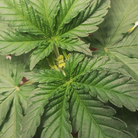Girl scoout cokies growlog timeline photo