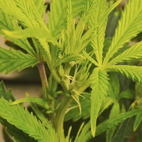 Ana growlog timeline photo