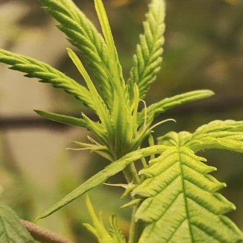 Ana growlog timeline photo