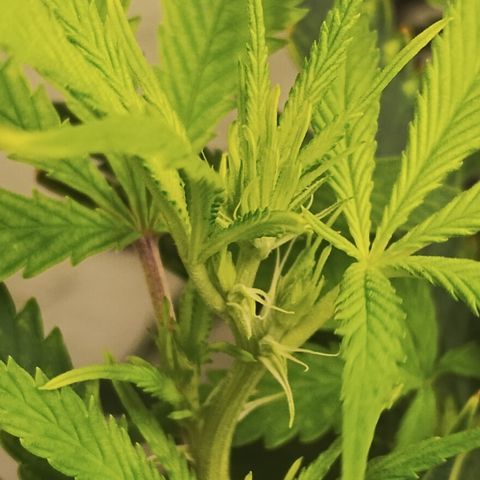 Ana growlog timeline photo