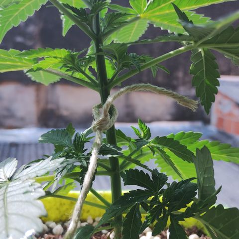 Girl scoout cokies growlog timeline photo