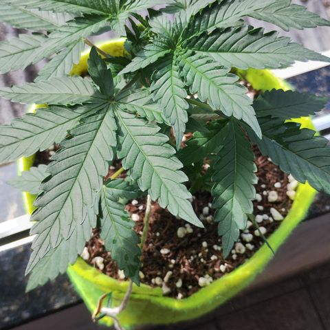 Girl scoout cokies growlog timeline photo