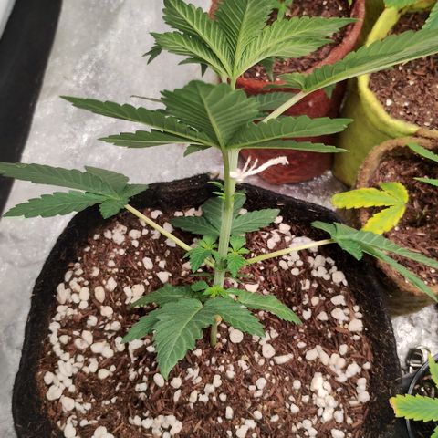 Gorilla growlog timeline photo