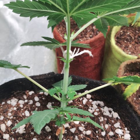 Gorilla growlog timeline photo