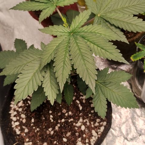 Gorilla growlog timeline photo