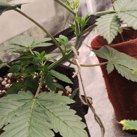 Gorilla growlog timeline photo