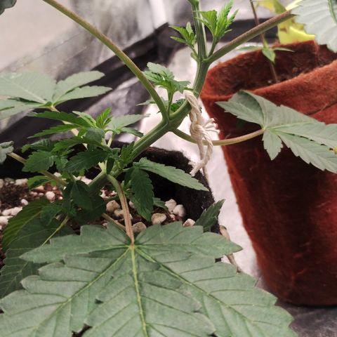 Gorilla growlog timeline photo