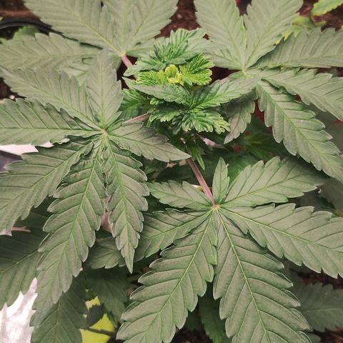 Girl scoout cokies growlog timeline photo
