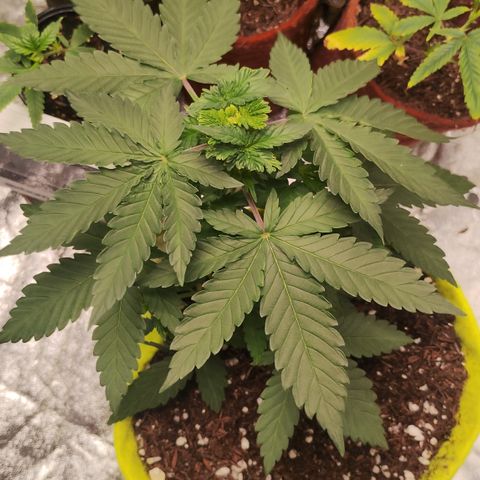 Girl scoout cokies growlog timeline photo