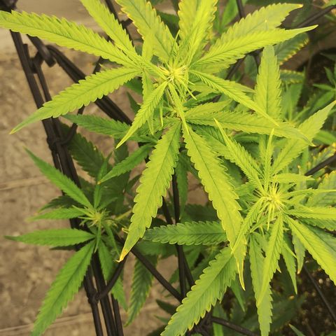 Joana growlog timeline photo