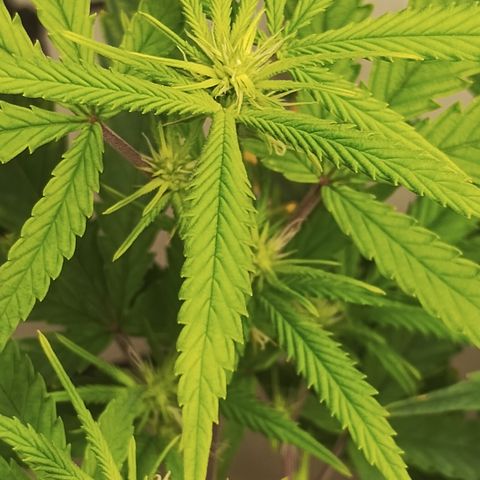 Joana growlog timeline photo