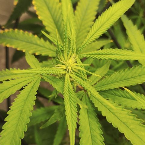 Joana growlog timeline photo