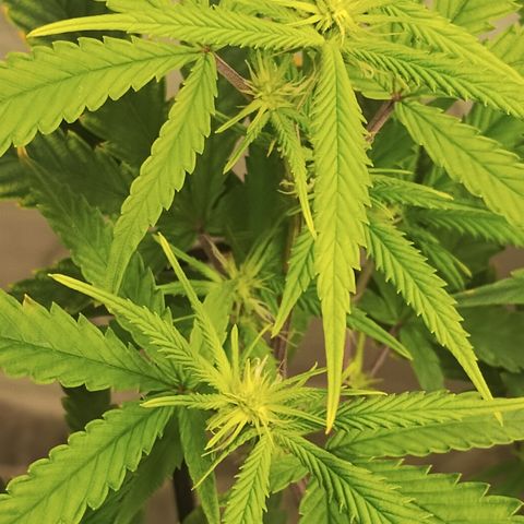 Joana growlog timeline photo