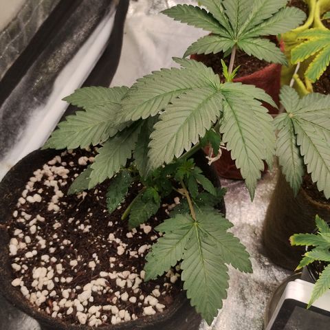 Gorilla growlog timeline photo
