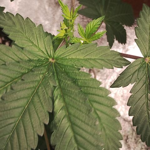 Gorilla growlog timeline photo