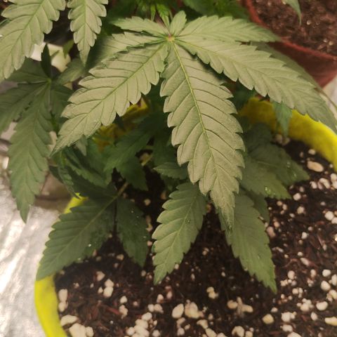 Girl scoout cokies growlog timeline photo