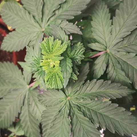 Girl scoout cokies growlog timeline photo