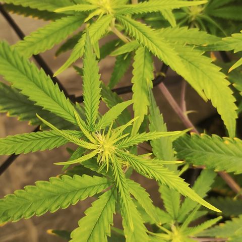 Joana growlog timeline photo