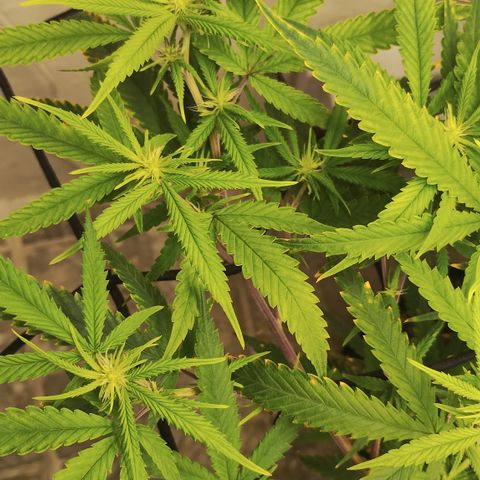 Joana growlog timeline photo