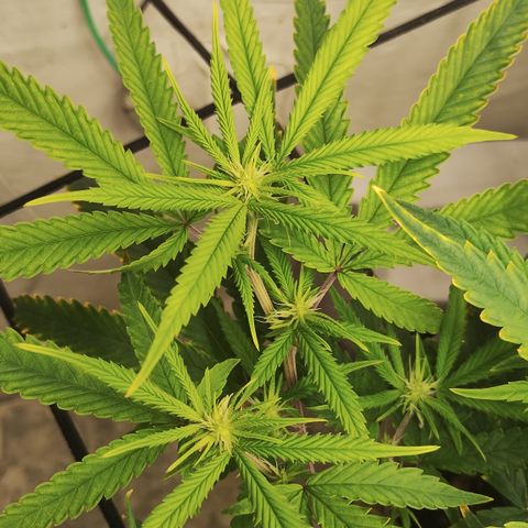 Joana growlog timeline photo