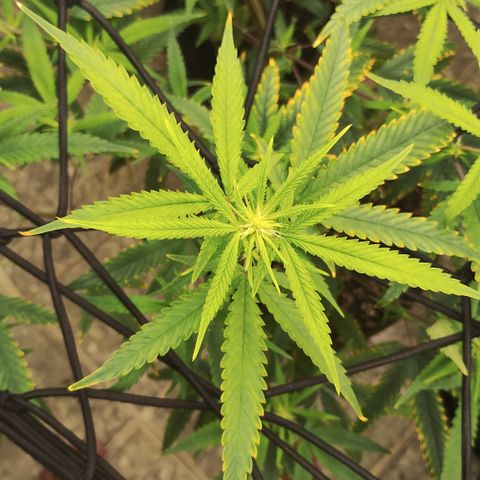 Joana growlog timeline photo