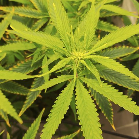Ana growlog timeline photo