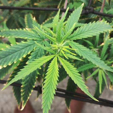Joana growlog timeline photo