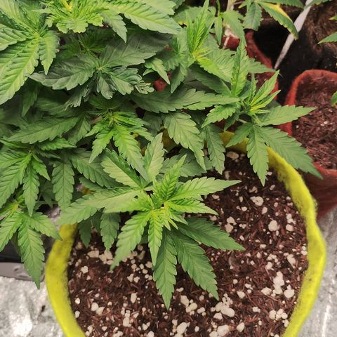 Girl scoout cokies growlog timeline photo