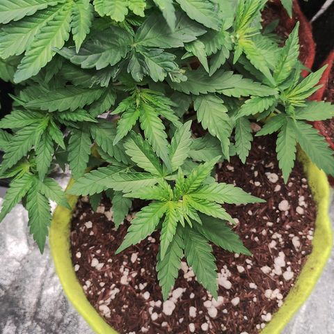 Girl scoout cokies growlog timeline photo