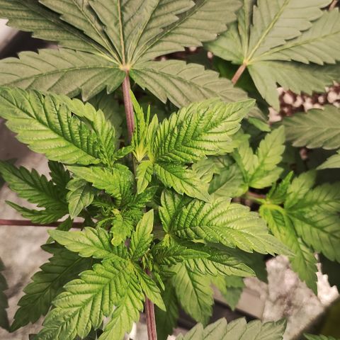 Gorilla growlog timeline photo