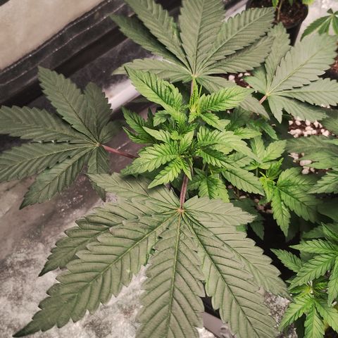 Gorilla growlog timeline photo